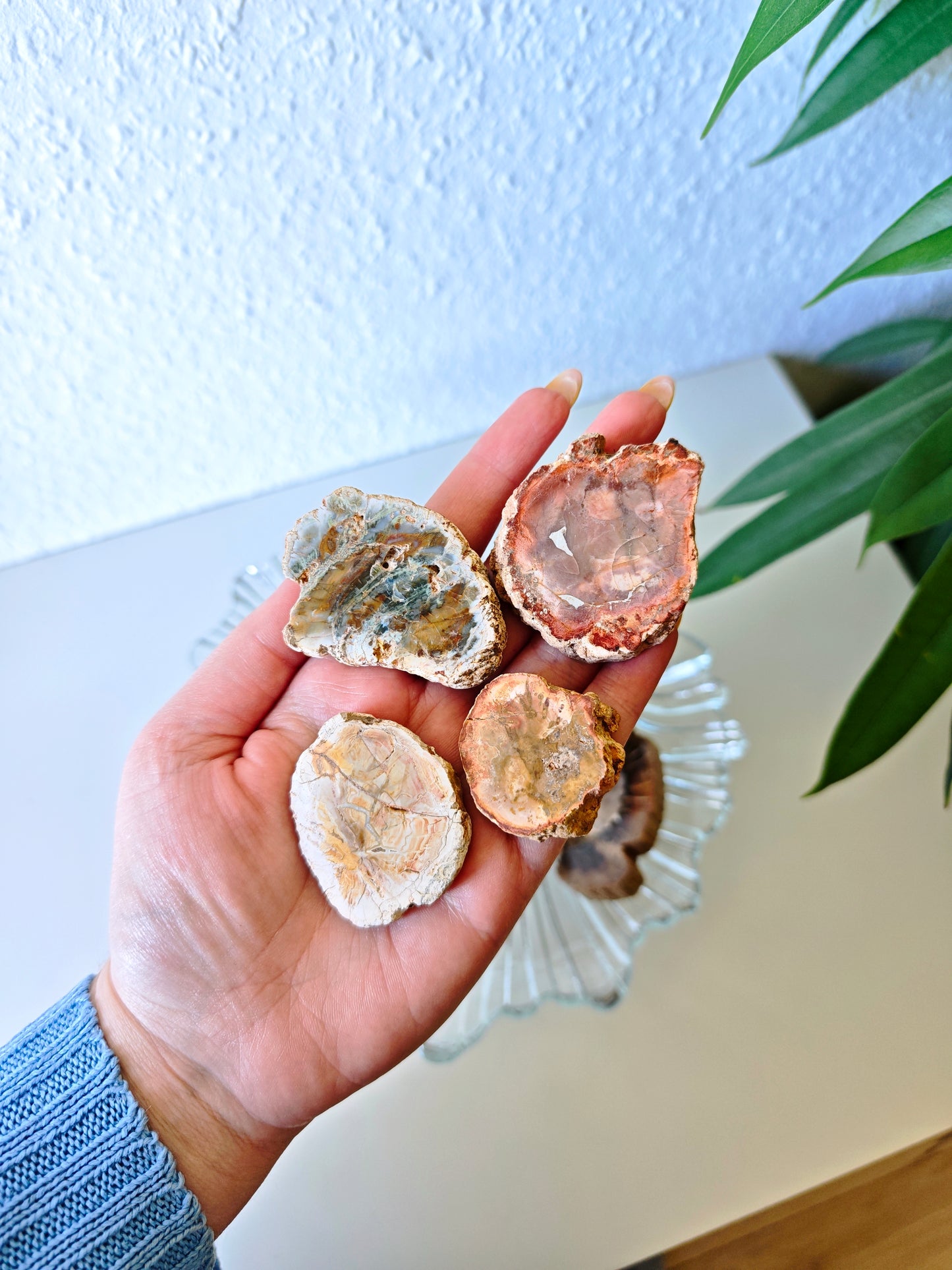 Versteinertes Holz