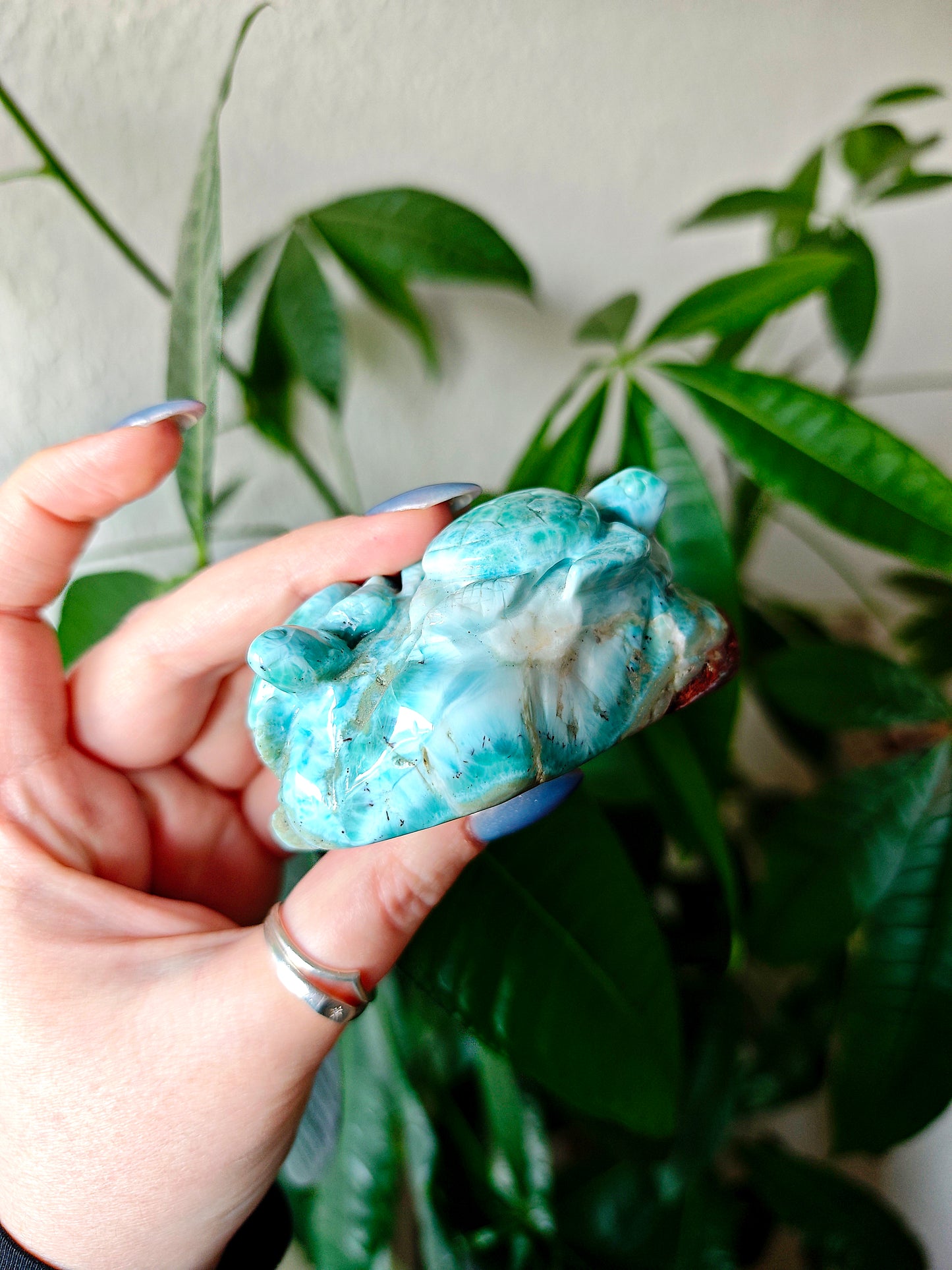 Larimar Schildkröten