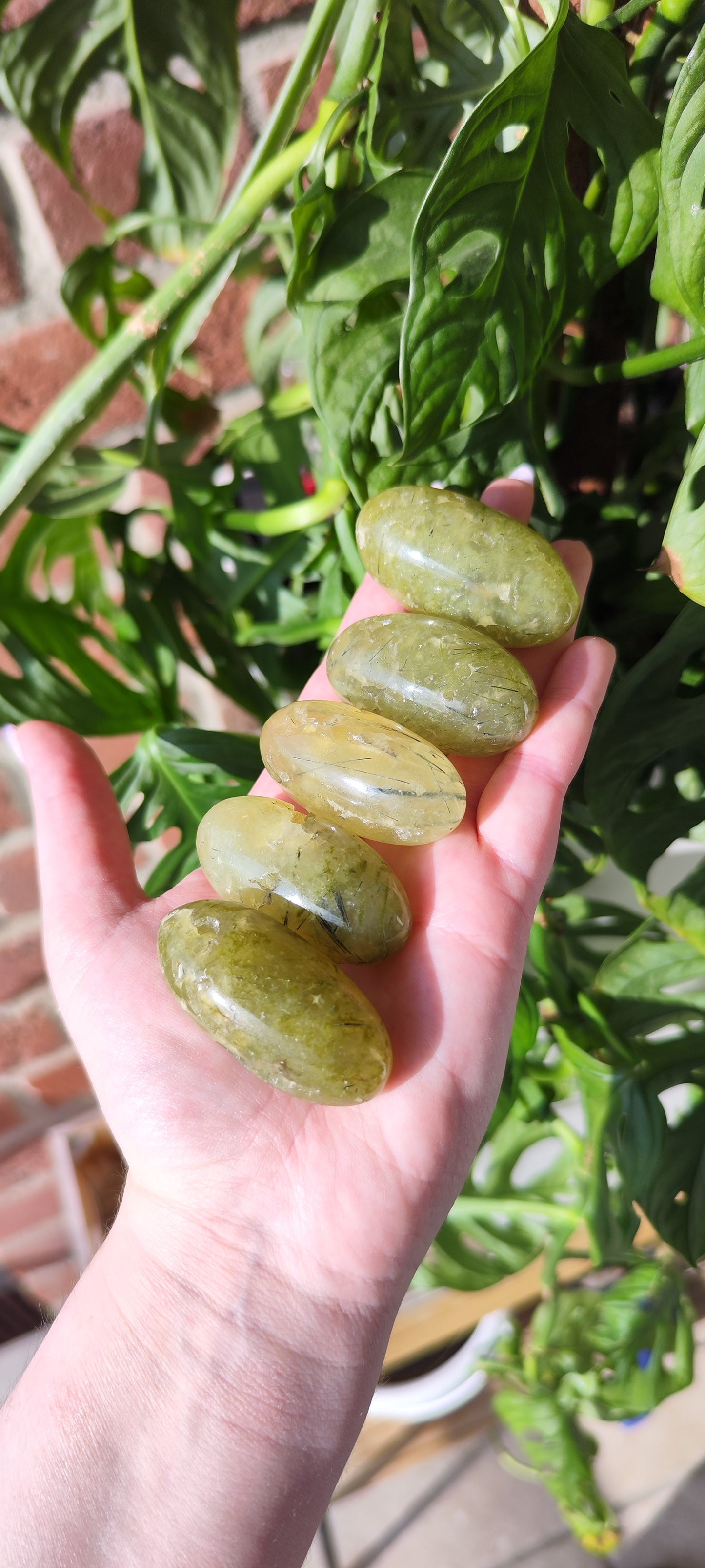 Prehnit Shivas