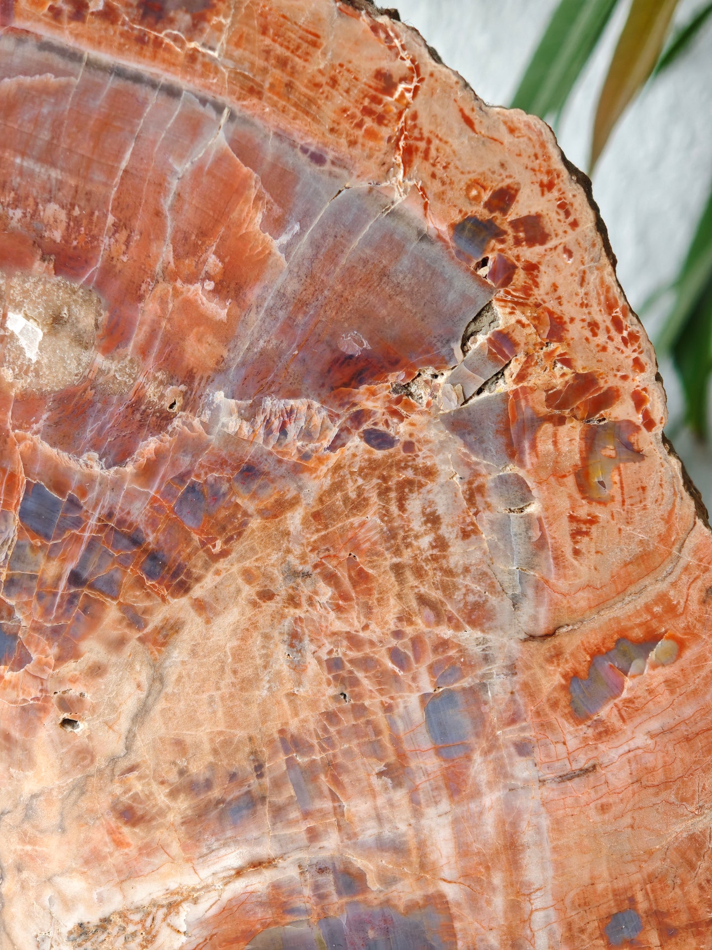 Arizona Versteinertes Holz Buchstützen 3,07kg