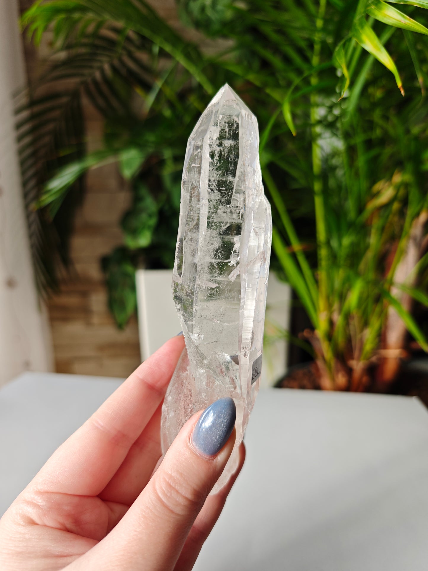 Lemurian Point 68L