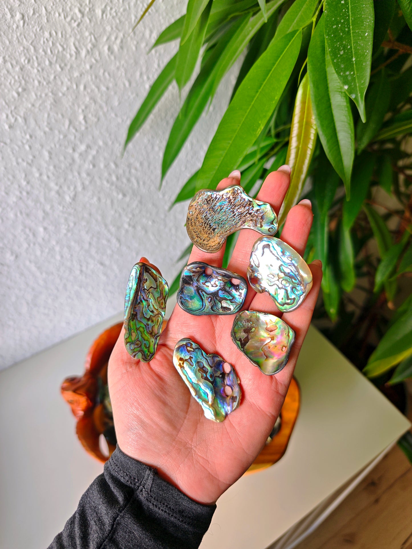 Paua Shells (Mittelstücke)