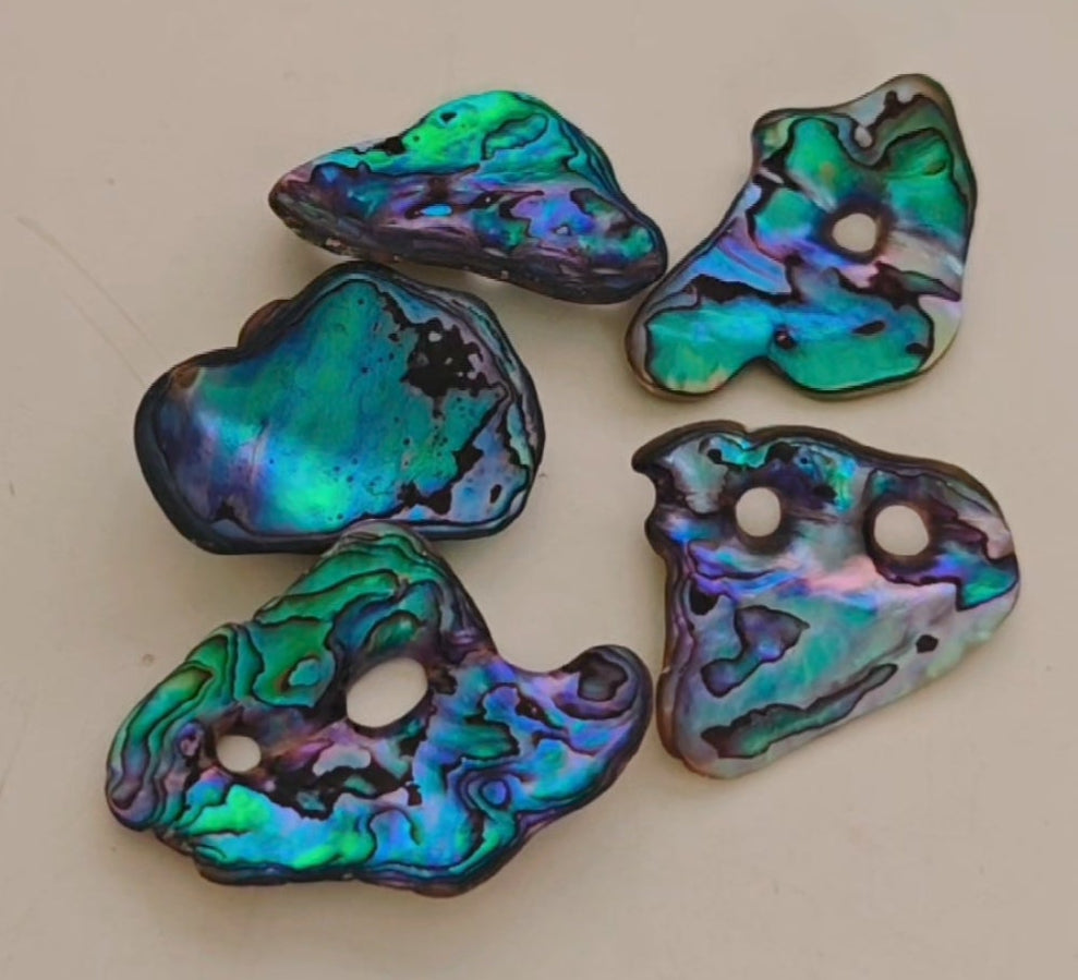 Paua Shells (Mittelstücke)