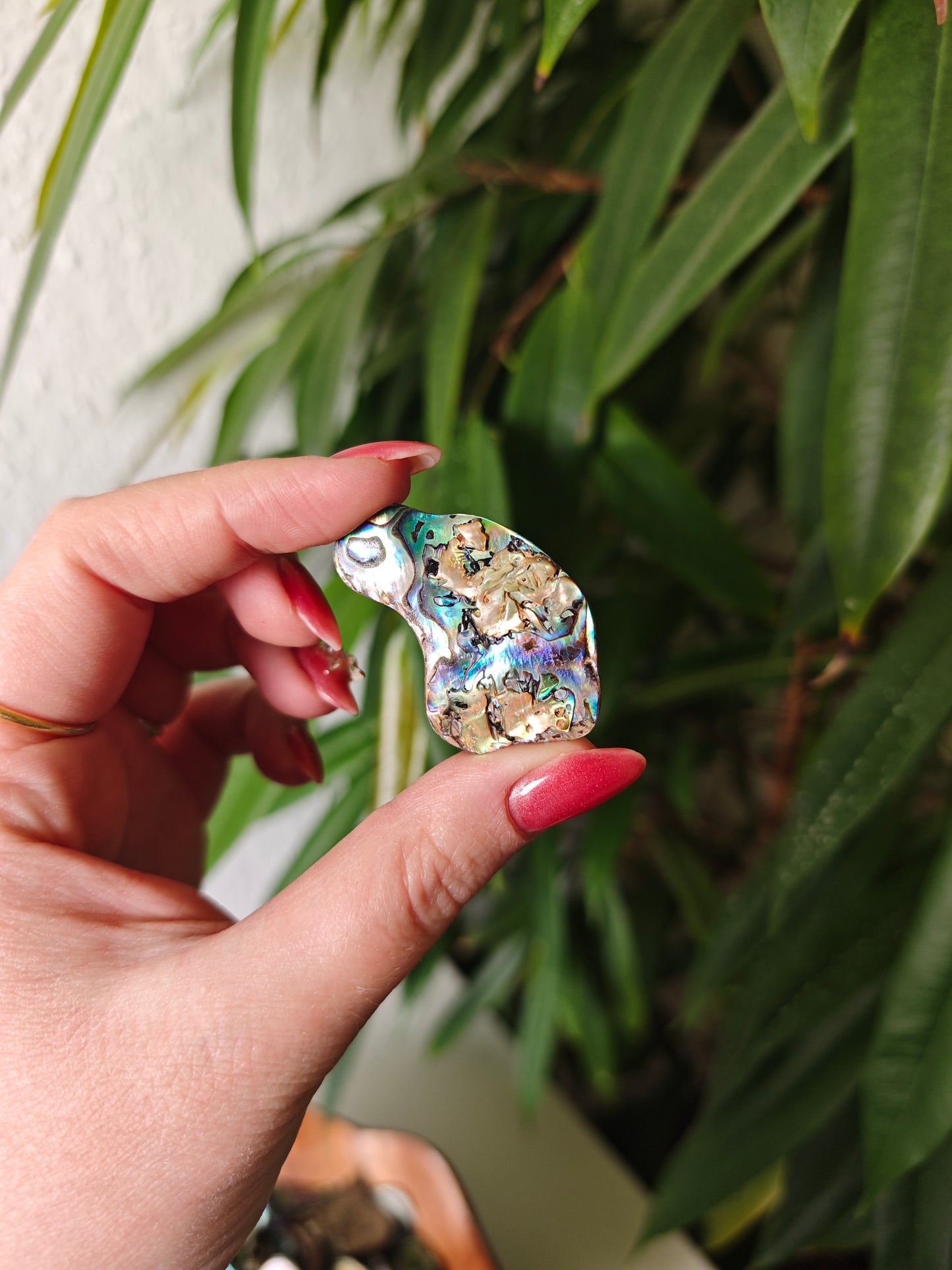Paua Shells (Mittelstücke)