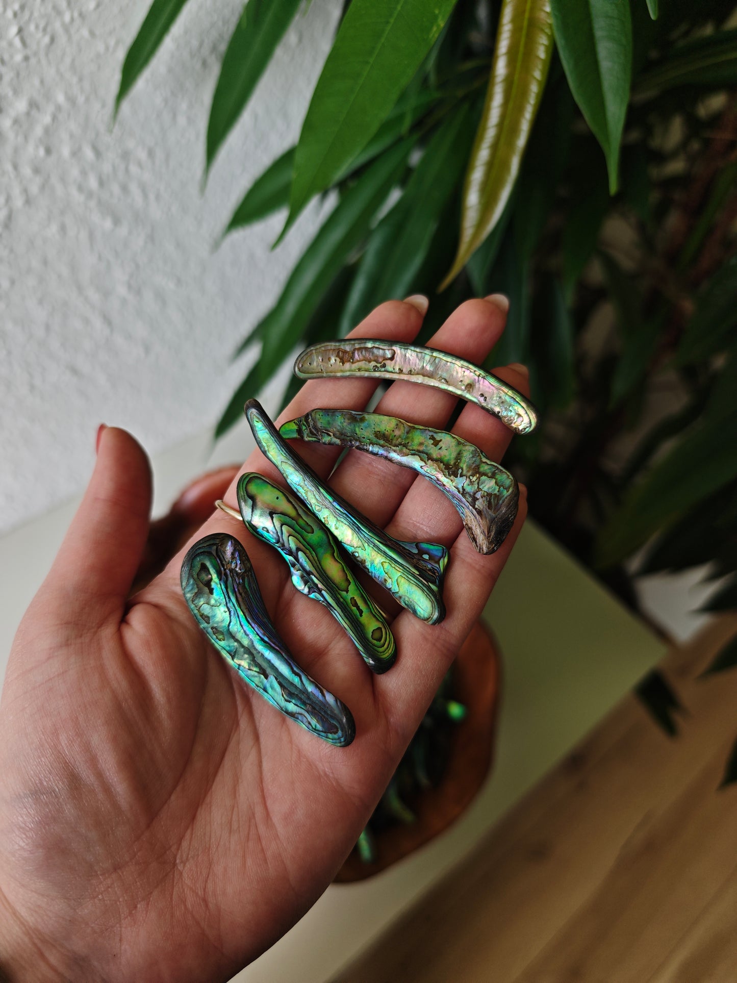 Paua Shells (Randstücke)