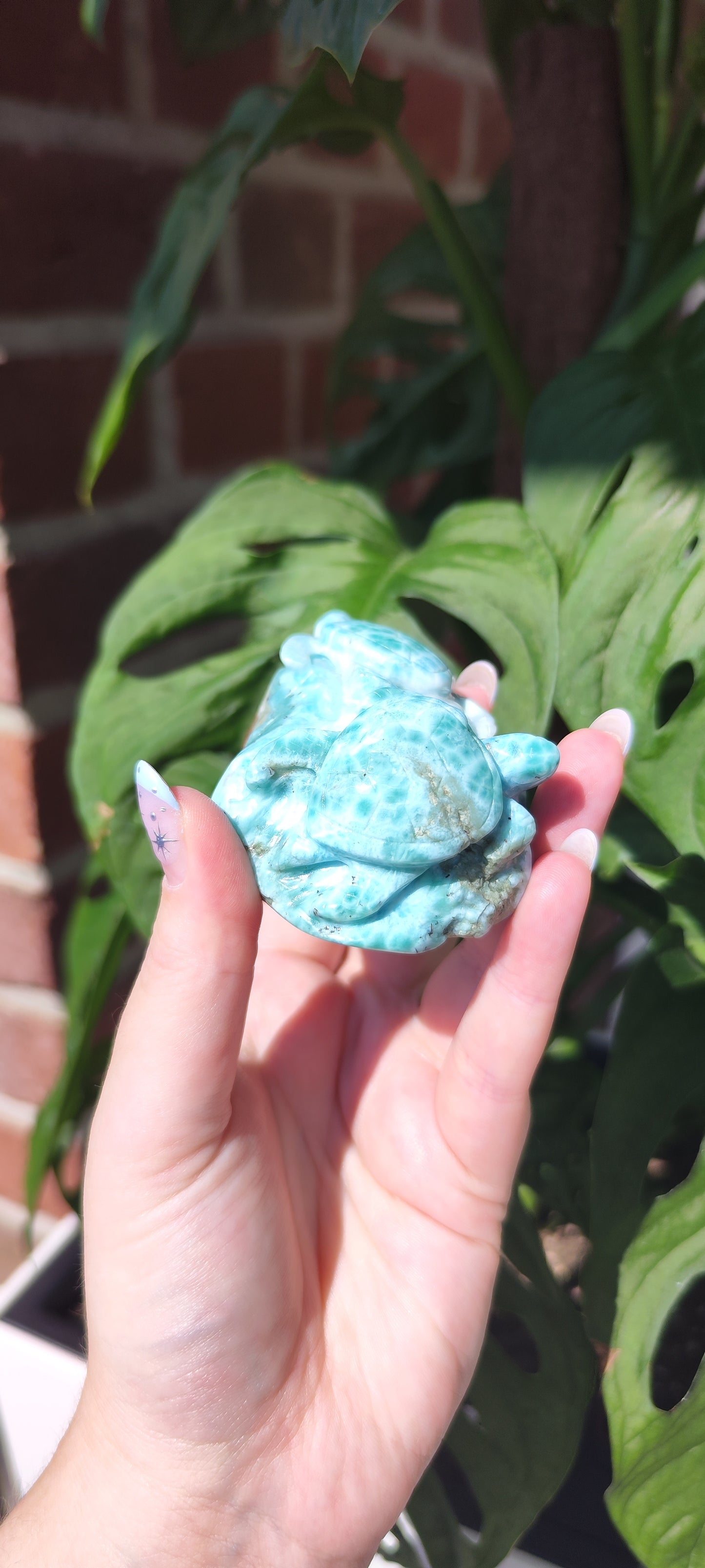 Larimar Schildkröten