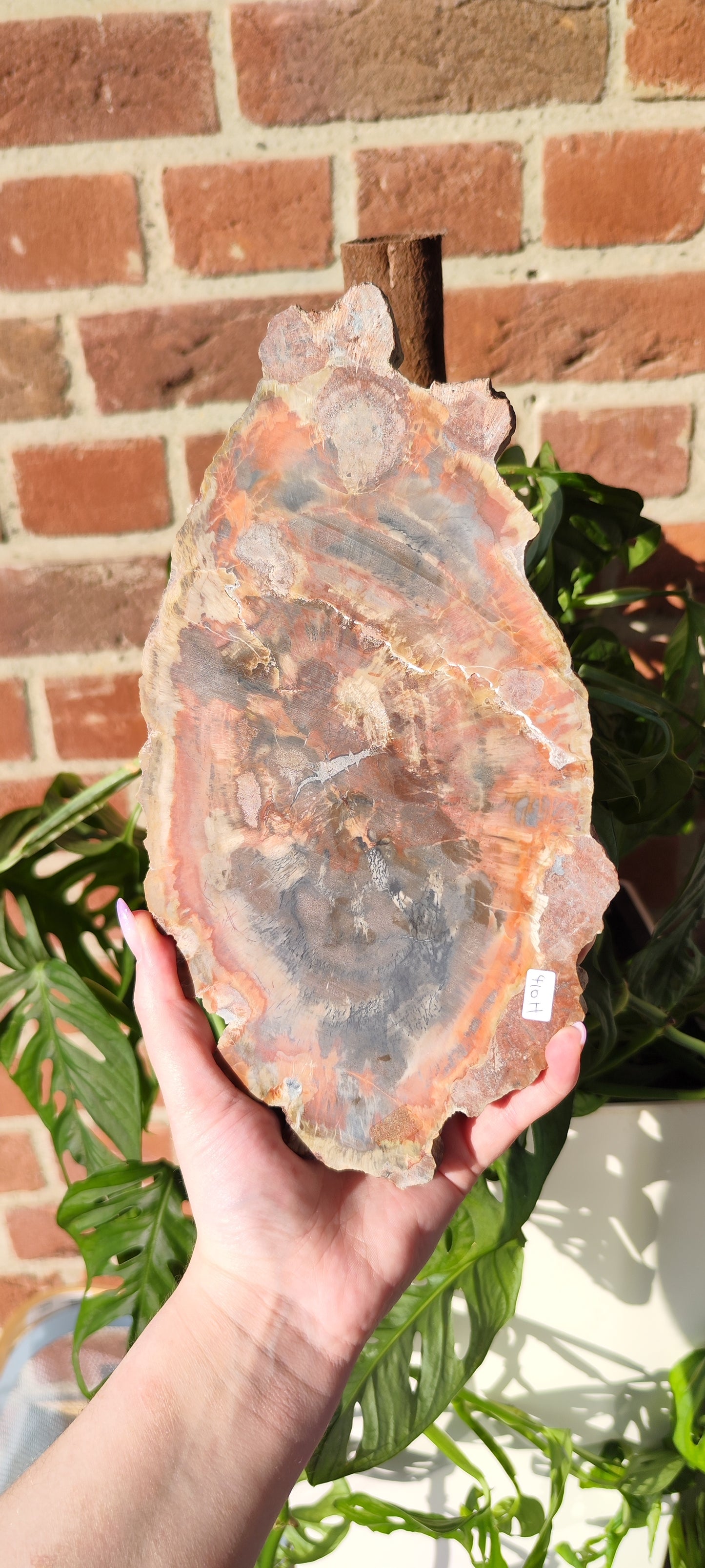 Versteinertes Holz Arizona