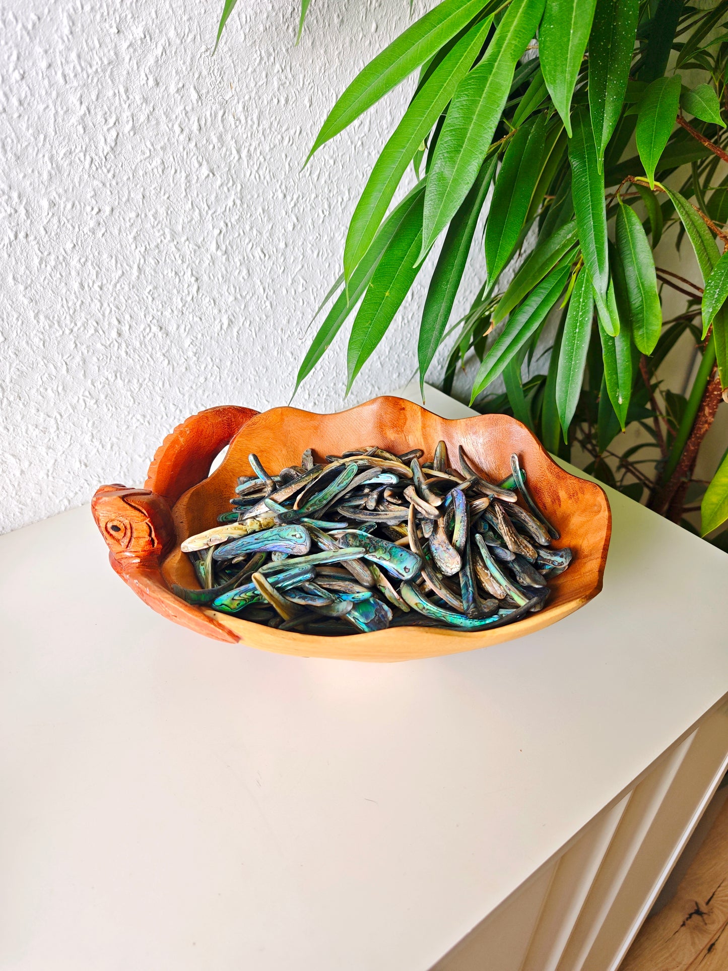 Paua Shells (Randstücke)