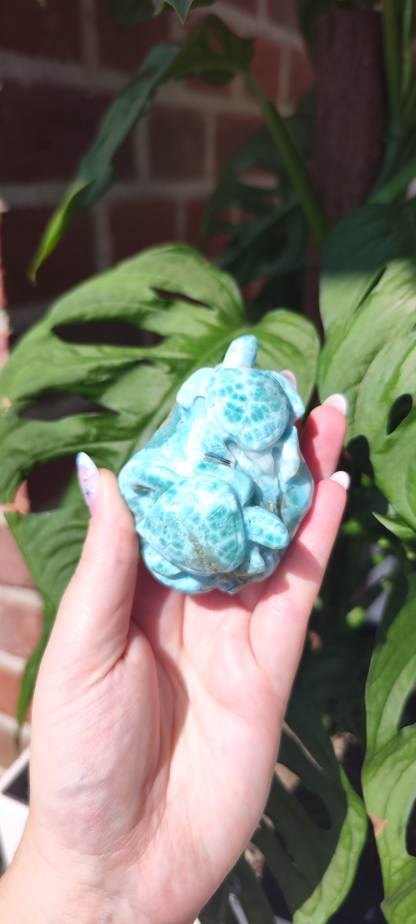 Larimar Schildkröten