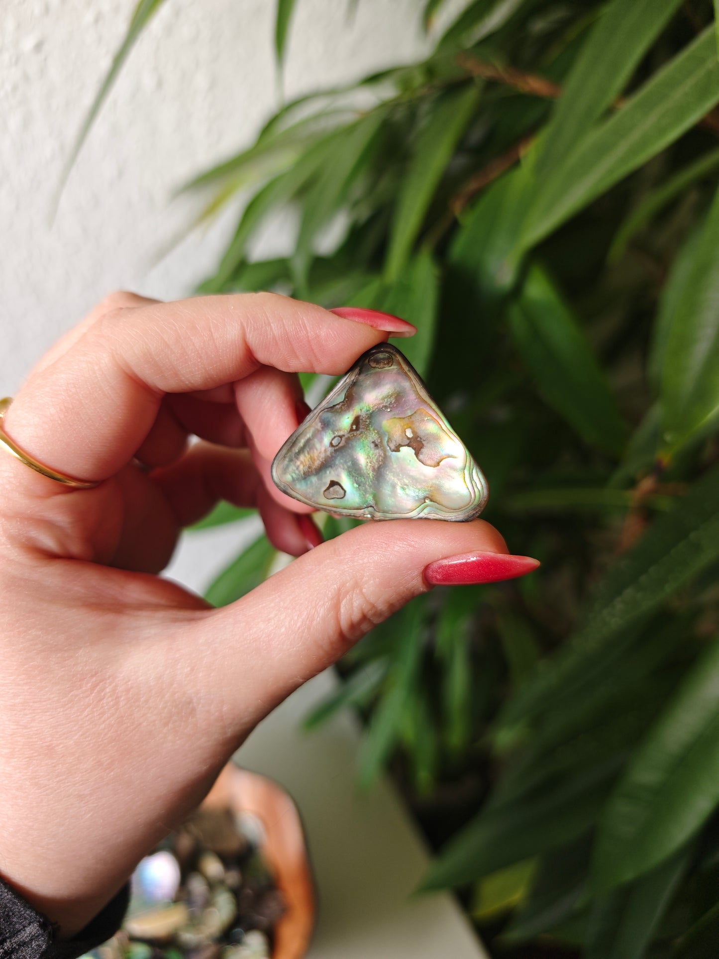 Paua Shells (Mittelstücke)