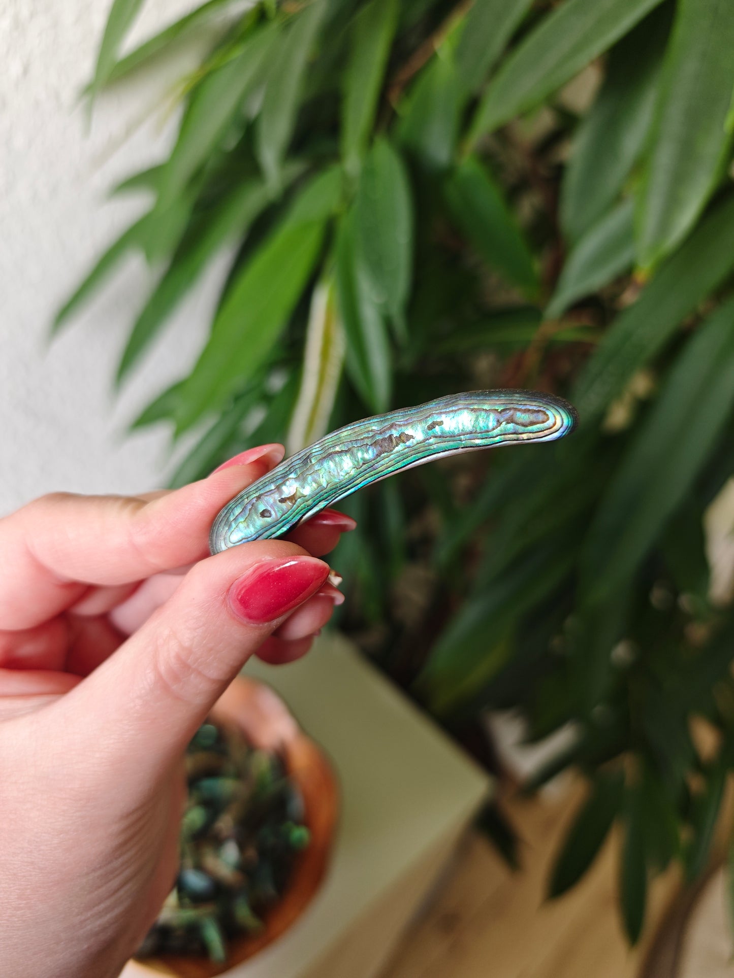 Paua Shells (Randstücke)