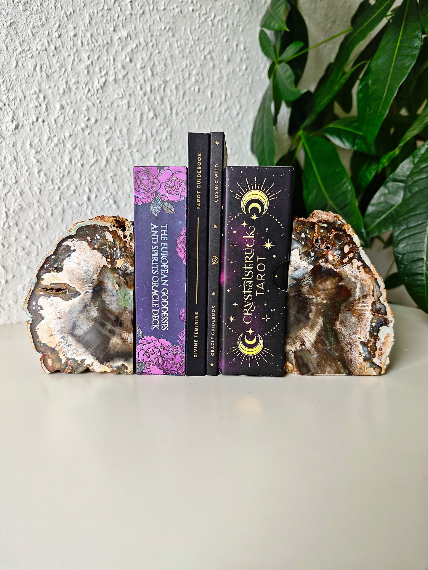 Madagaskar Versteinertes Holz Buchstützen