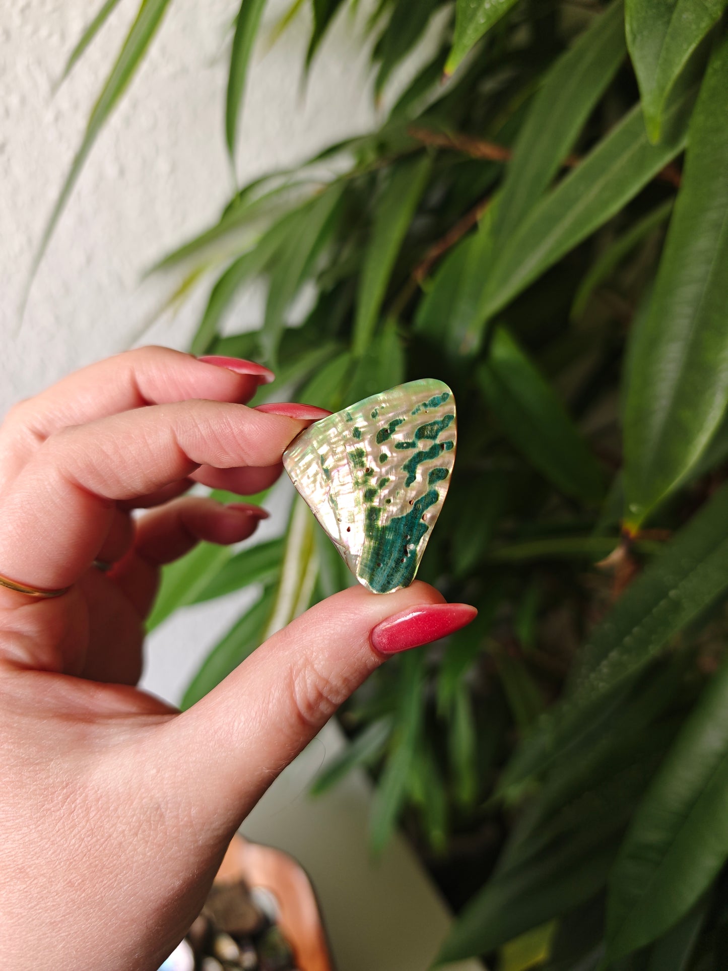 Paua Shells (Mittelstücke)