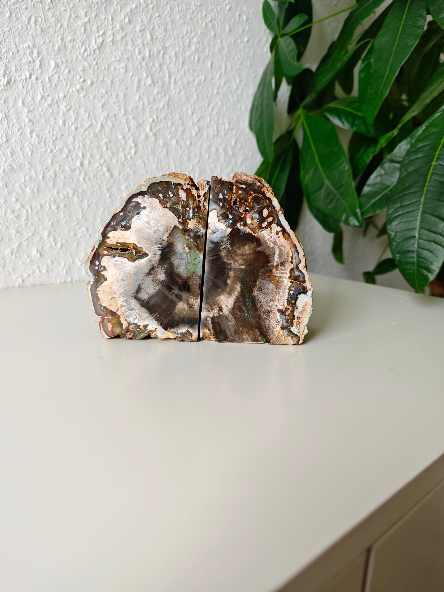 Madagaskar Versteinertes Holz Buchstützen