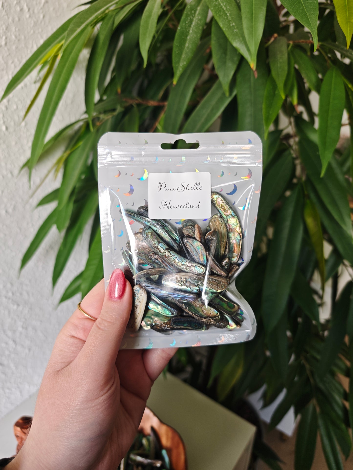 Paua Shells (Randstücke)