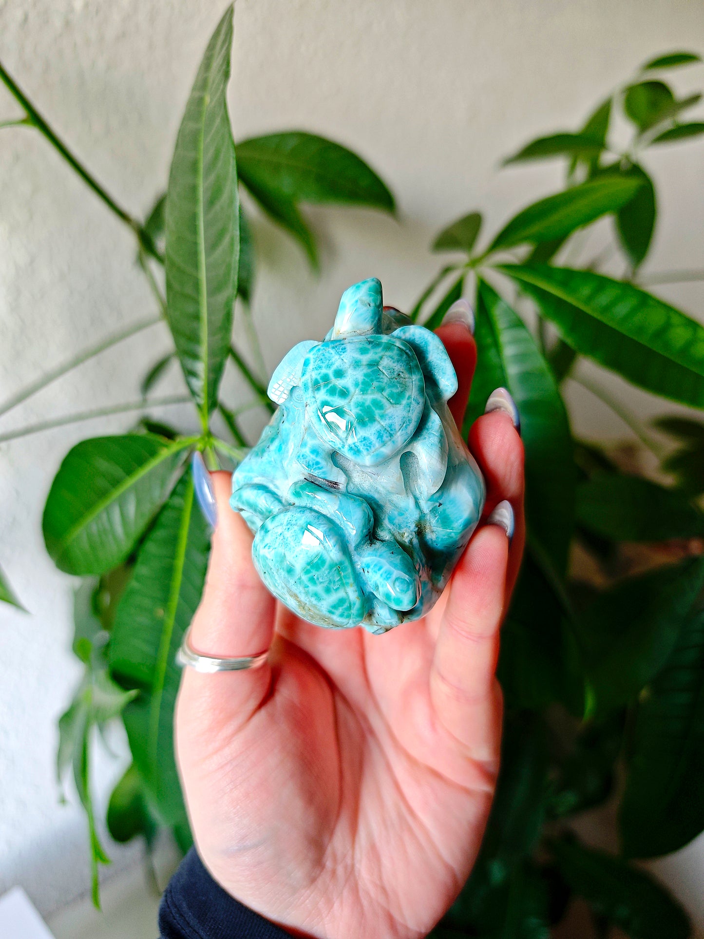 Larimar Schildkröten