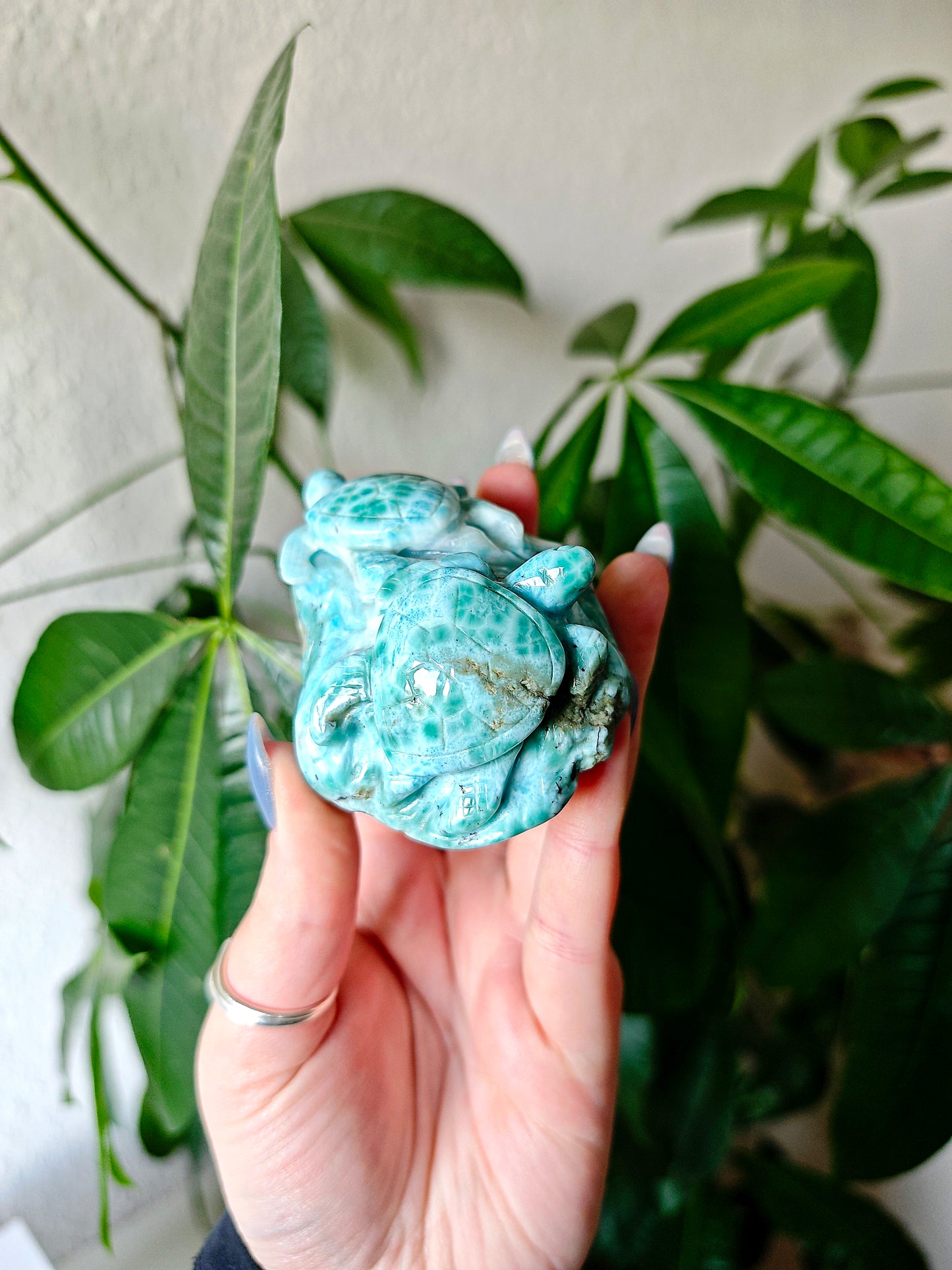 Larimar Schildkröten