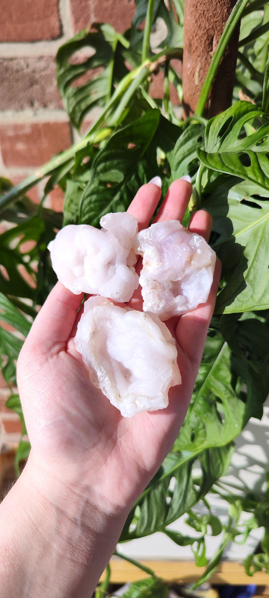 Rosa Chalcedon