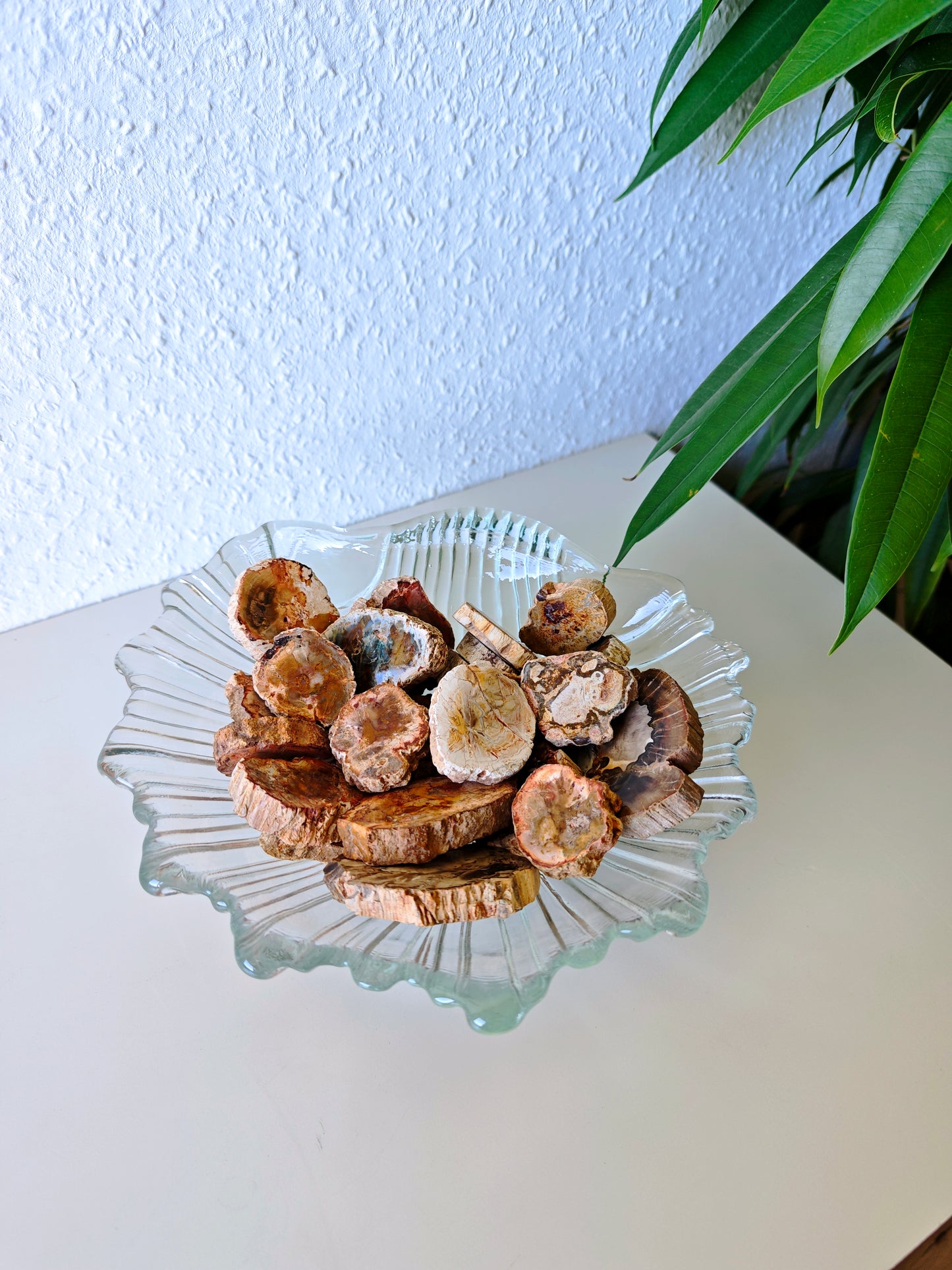 Versteinertes Holz