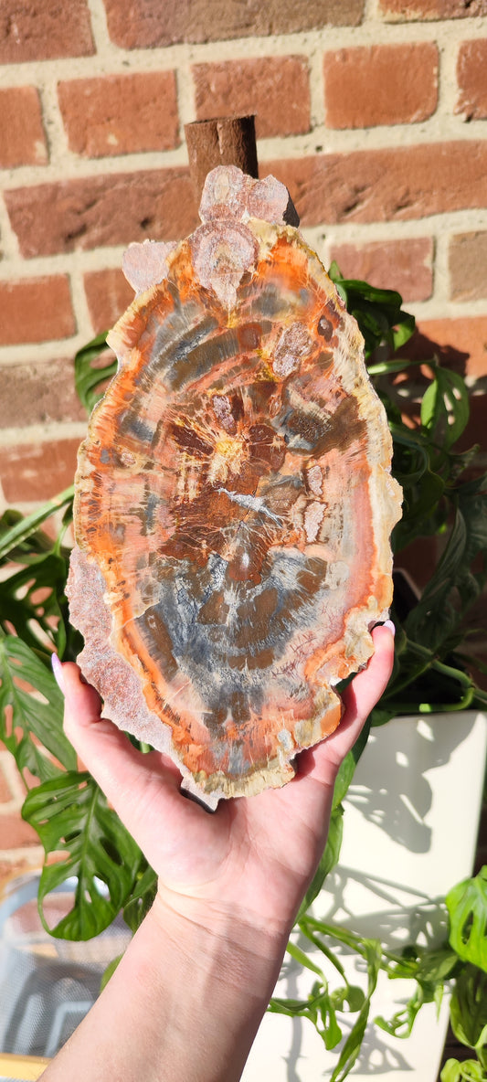 Versteinertes Holz Arizona
