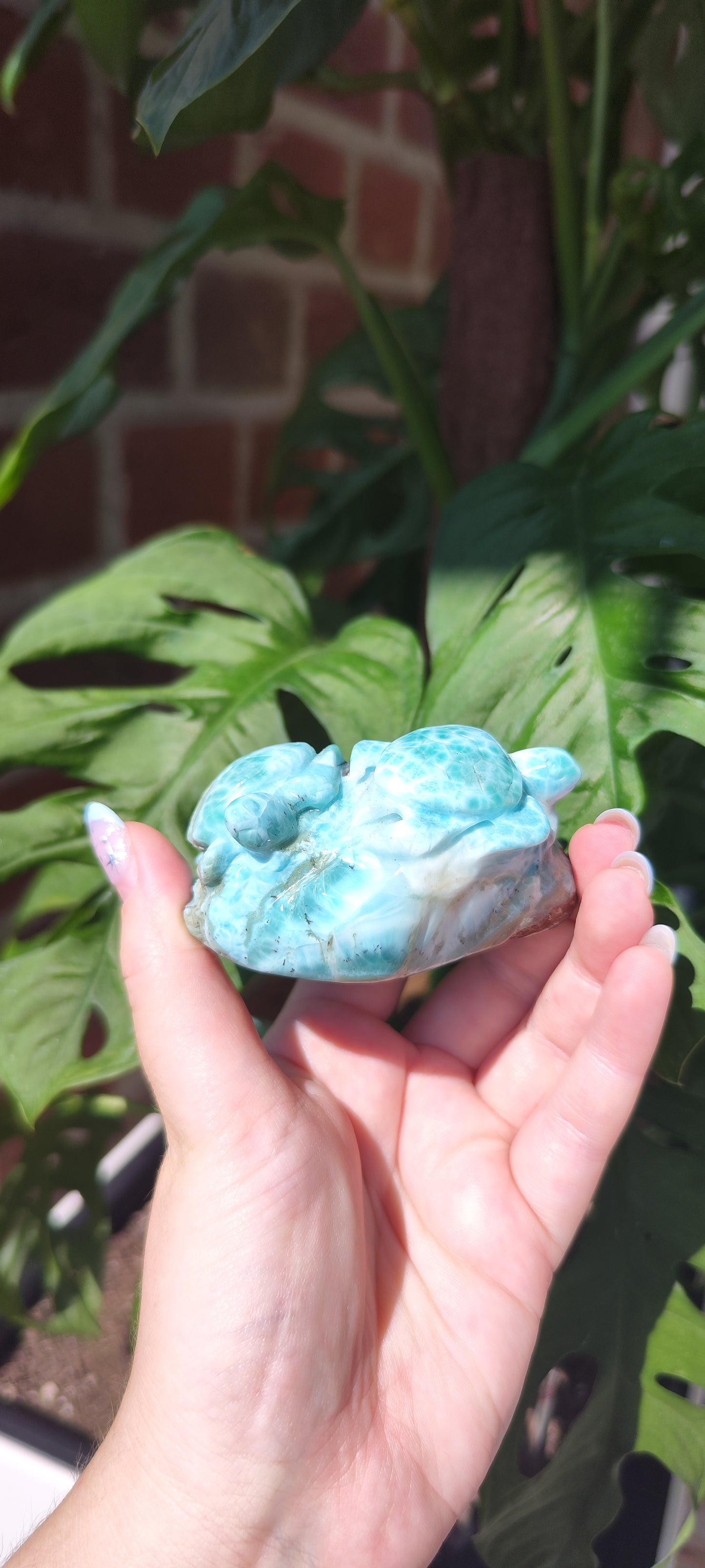 Larimar Schildkröten