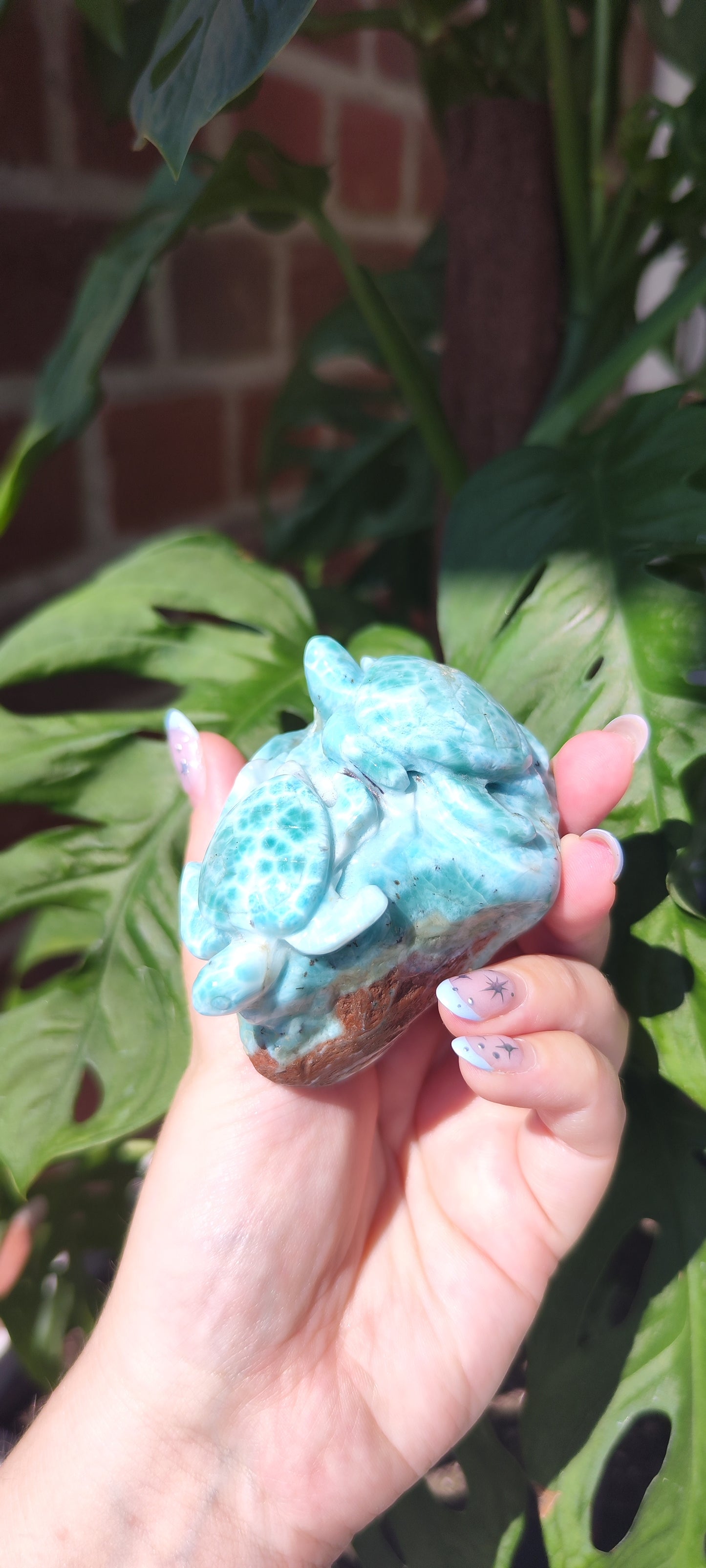 Larimar Schildkröten