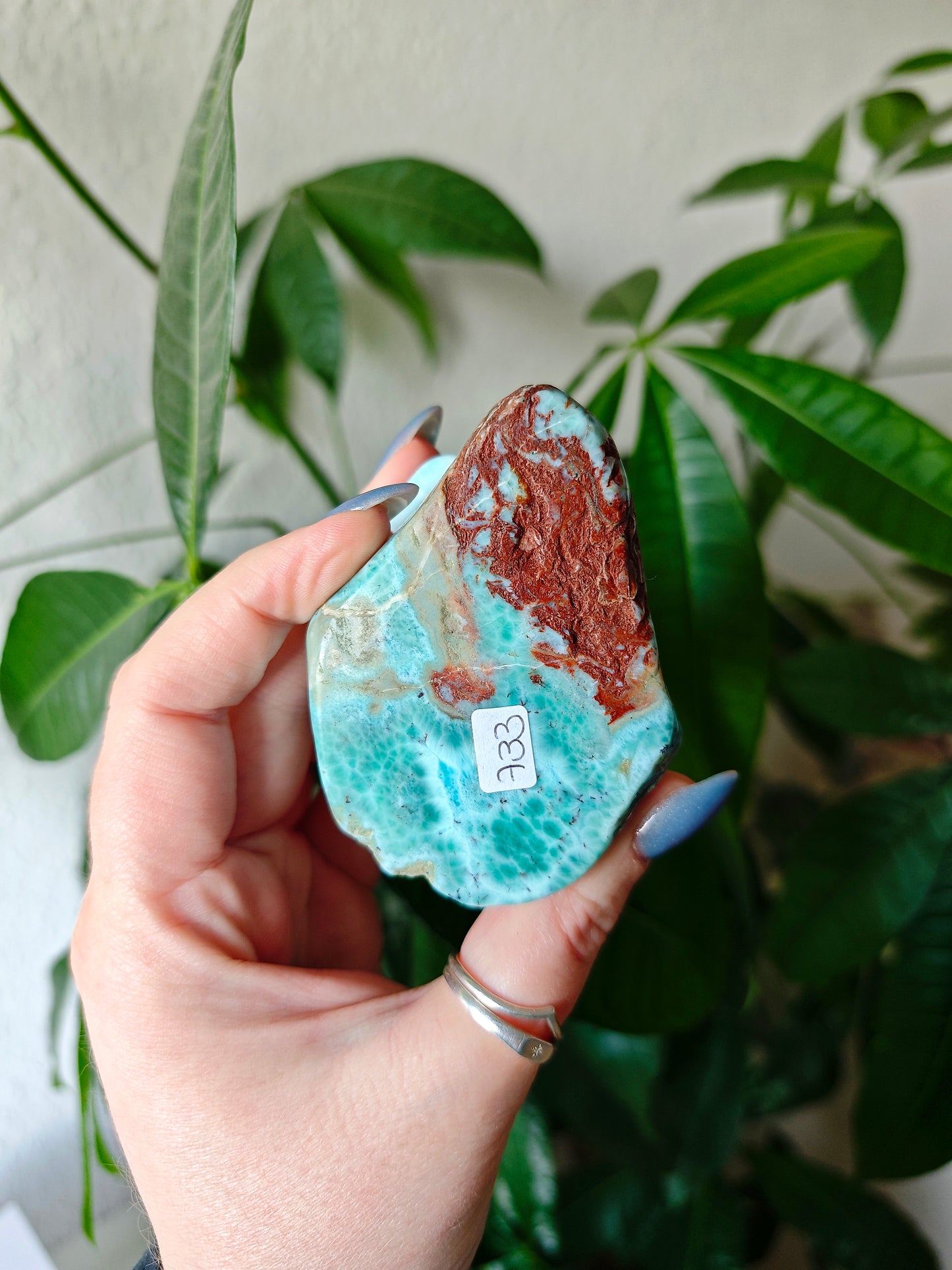 Larimar Schildkröten