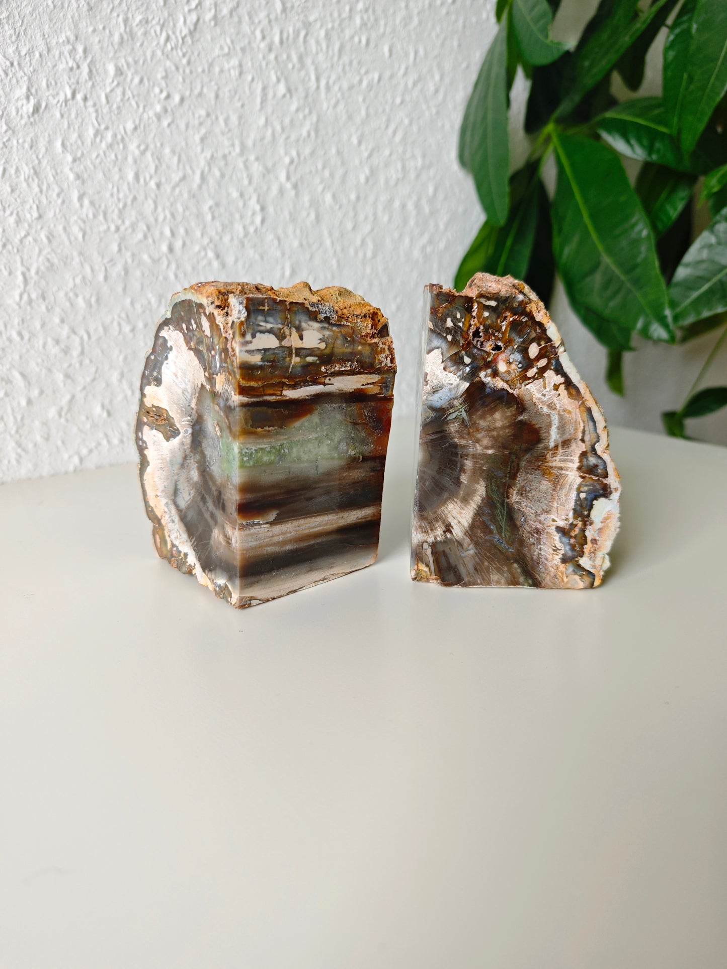 Madagaskar Versteinertes Holz Buchstützen