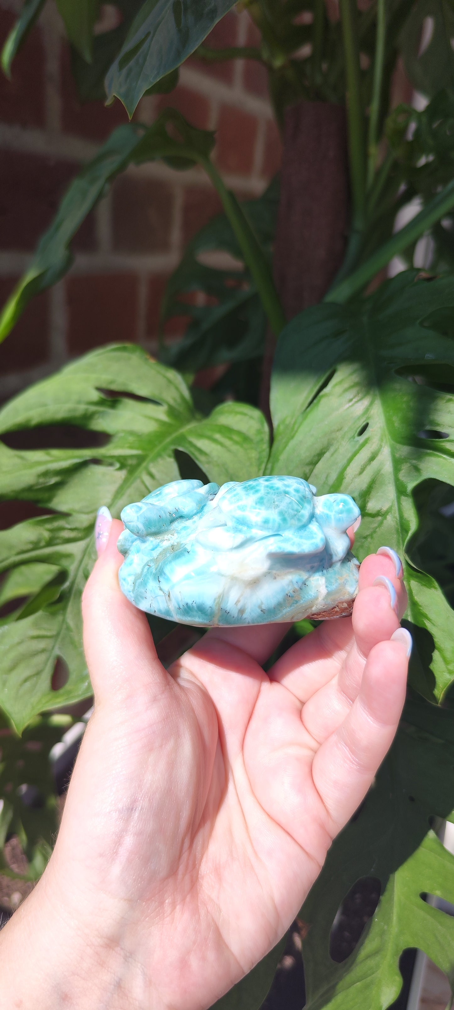 Larimar Schildkröten