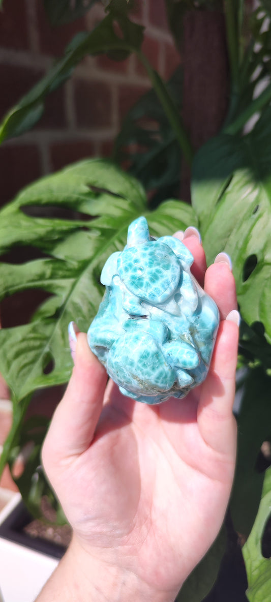 Larimar Schildkröten